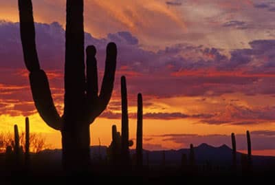 Cactus and sunset